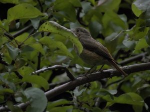 Female redstart