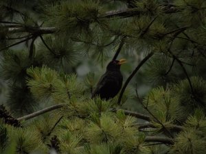 Common blackbird