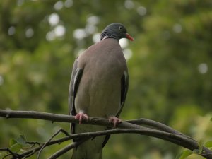 Wood pigeon