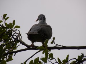 Wood pigeon
