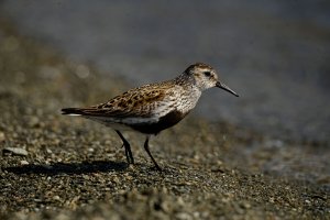 Dunlin