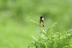 stonechat