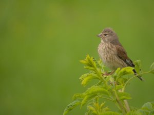 Common linnet