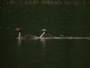 a family of great crested grebes