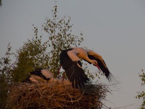 White storks takeoff