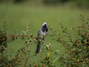 White wagtail