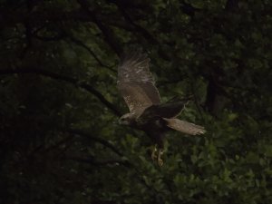 Western marsh harrier