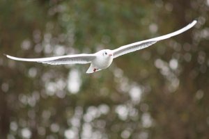 White Black-headed gull