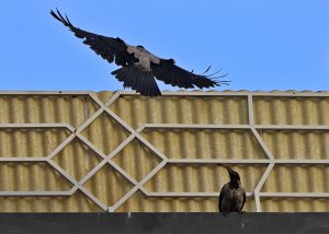 Hooded Crow