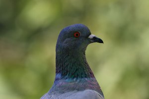 Rock Dove