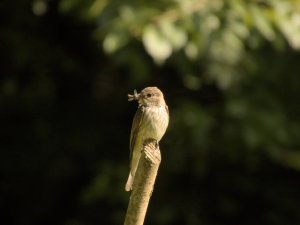 Spotted flycatcher with its meal