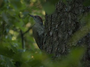 European green woodpecker