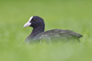 Just a Coot