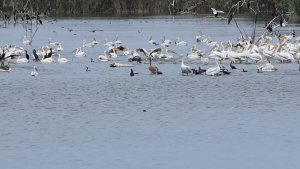 Pelicans , Great Cormorants , Grey heron , Little Egret