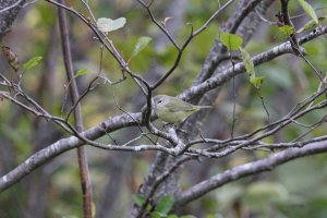 My first Orange-Crowned Warbler on the east coast
