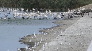 Pelicans , Great Cormorants ,  Little Egret