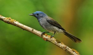 Female Black Naped Monarch.