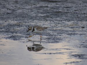 Little ringed plover