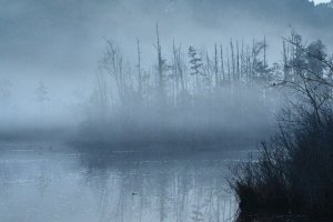 Fog, trees, and water