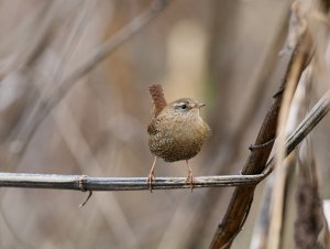 Winter Wren 1-5-2024.jpg