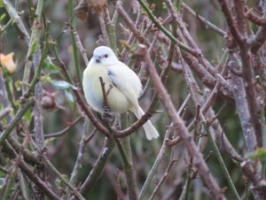 Leucistic blue tit