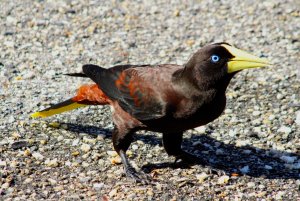 Crested Oropendola