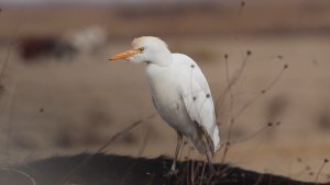 Cattle Egret