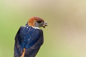 Greater Striped Swallow - collecting mud from a nearby water hole to make its nest