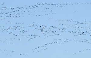 Snow Geese Migrating Feb 2024 near Foley MO.jpg