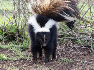 Striped Skunk