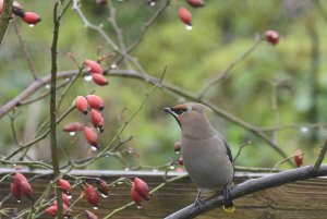 Waxwings in Port talbot Wales.