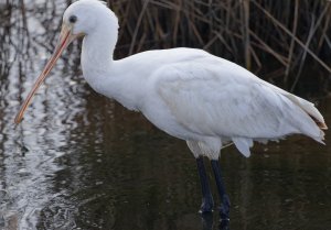 Eurasian Spoonbil