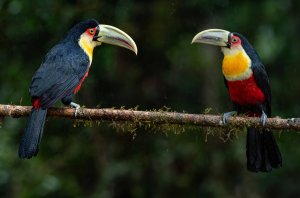 Red-breasted Toucan