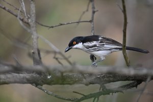 Northern Puffback ♂