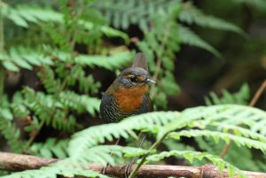 chucao tapaculo.JPG