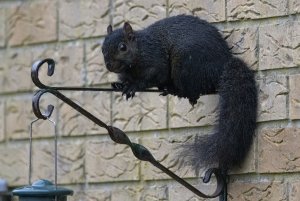 Grey Squirrel