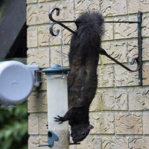 Grey Squirrel