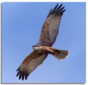 Marsh harrier