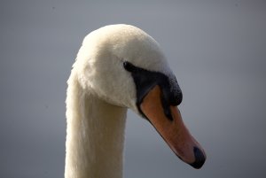 Mute swan