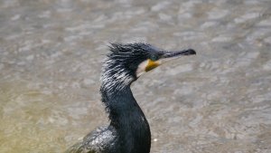 Great Cormorant