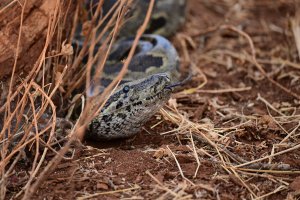 Rock Python