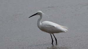 Little Egret