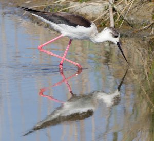 Black winged Stilt