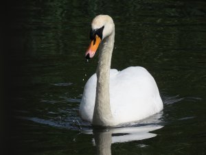 Swan