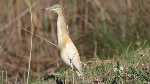 Squacco Heron