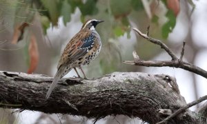 Spotted Quail-thrush (Cinclosoma punctatum)