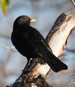 Male blackbird