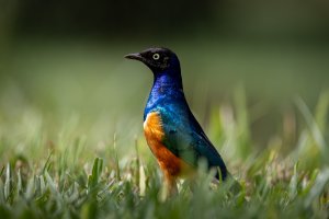 Superb Starling.jpg