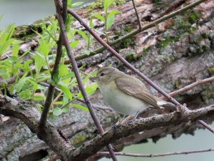 Warbling Vireo