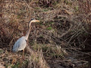 GreatBlueHeron_1_03312025-topaz.JPG